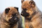 Eurasier puppies