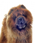 Chow Chow