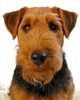 Welsh Terrier puppies