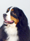 Bernese Mountain Dog