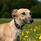 Tess Lurcher