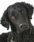 Curly Coated Retriever puppies