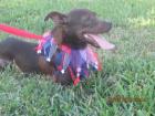 Cici, A Tiny Min Pin/ig Mix Girl!