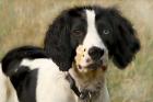 Field Spaniel puppies