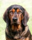 Bavarian Mountain Hound