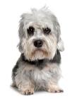 Dandie Dinmont Terrier