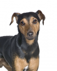 Manchester Terrier