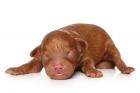 Miniature Poodle puppies