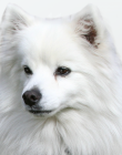 American Eskimo Dog