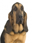 Bloodhound