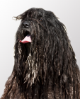 Bergamasco