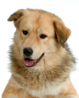 Anatolian Shepherd Dog puppies