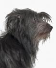 Pyrenean sheep dog long haired