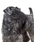 Kerry Blue Terrier puppies