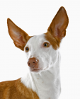 Ibizan Hound puppies