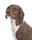 Spanish Water Dog