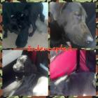Madisyn And Pups