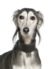 Saluki