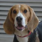 Harvey