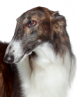 Borzoi puppies