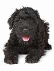 Russian Black Terrier