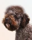 Lagotto Romagnolo