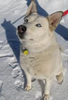 Cherokee Beautiful, Loving Companion Dog