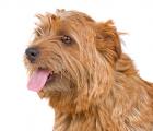 Norfolk Terrier