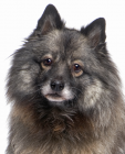 Keeshond puppies