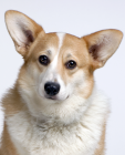 Cardigan Welsh Corgi