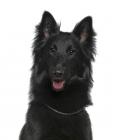 Belgian Shepherd Groenendael