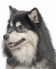 Finnish Lapphund puppies