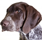 German Shorthaired Pointer