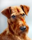 Irish Terrier puppies