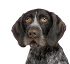 German Wirehaired Pointer