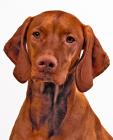 Vizsla