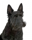 Scottish Terrier puppies