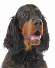 Gordon Setter puppies