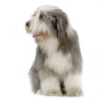 Old English Sheepdog puppies