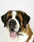 Saint Bernard puppies