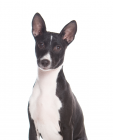 Basenji puppies