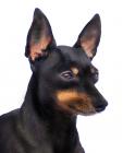 English Toy Terrier puppies