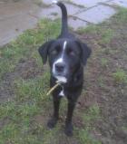 HOLLY