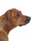 Rhodesian Ridgeback