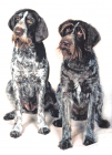 German Wirehaired Pointer puppies