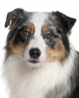 Australian Shepherd Dog