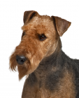 Airedale Terrier