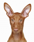 Pharaoh Hound