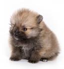 German Spitz puppies