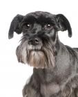 Standard Schnauzer puppies